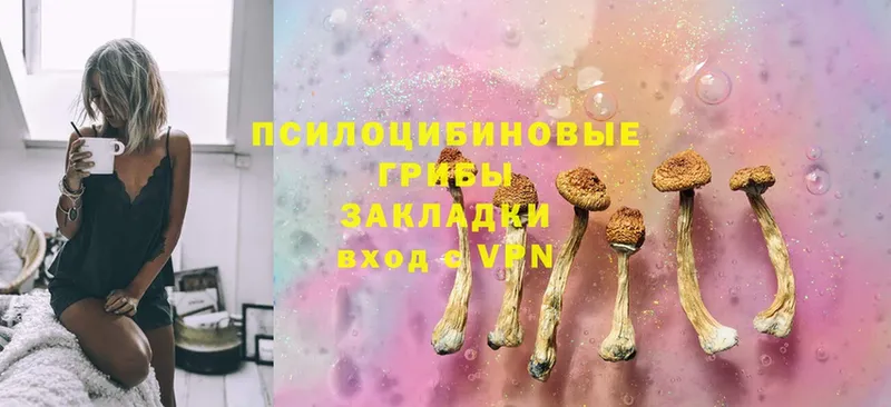 omg как зайти  даркнет сайт  Жуковский  Галлюциногенные грибы Psilocybine cubensis 